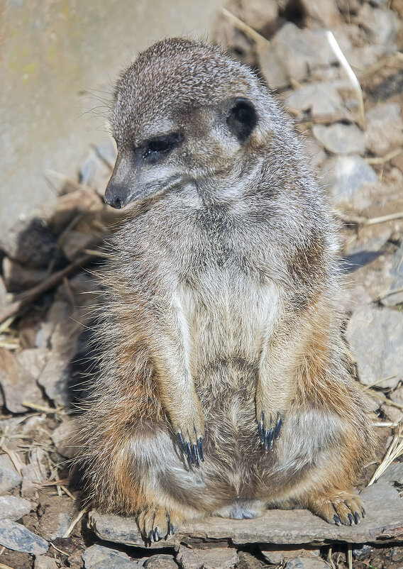 Опять двойка - Андроник Александр 