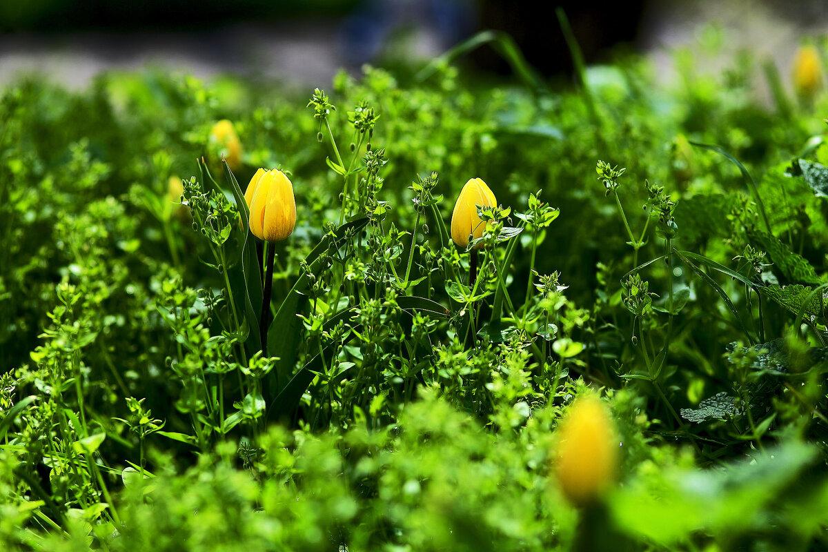 Жёдтые тюльпаны - Юрий Гайворонскiий