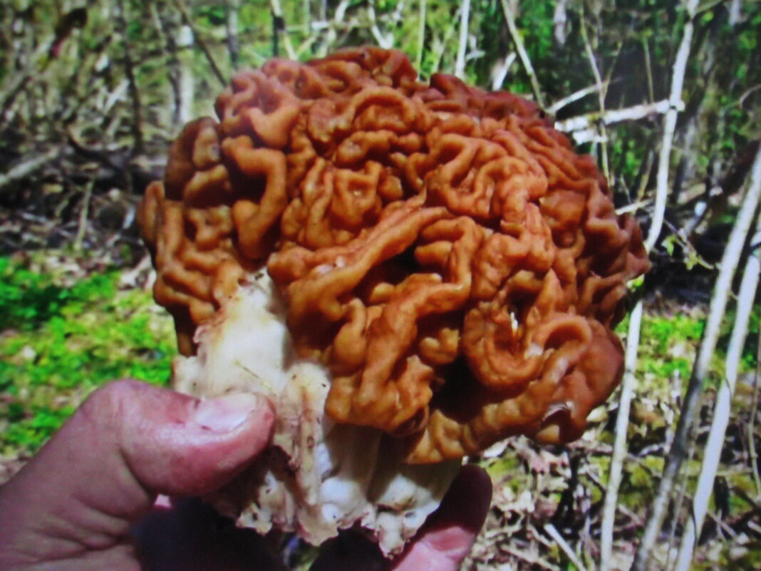 Строчок гигантский - Людмила Смородинская