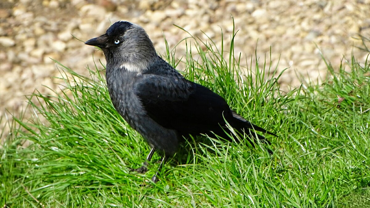 Галка - Милешкин Владимир Алексеевич 