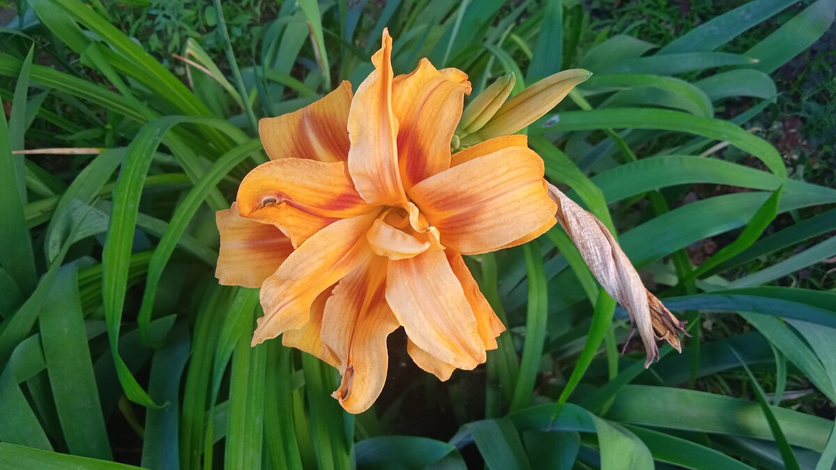 ......... - Елена Шаламова