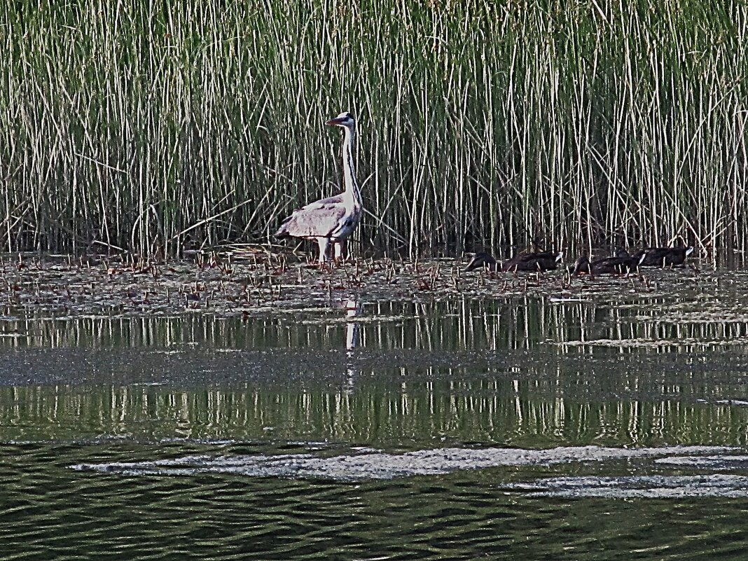 полосатое - Елена Шаламова