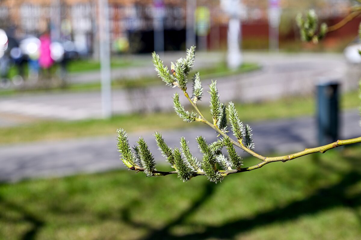 Апрельский этюд - Валерий Иванович