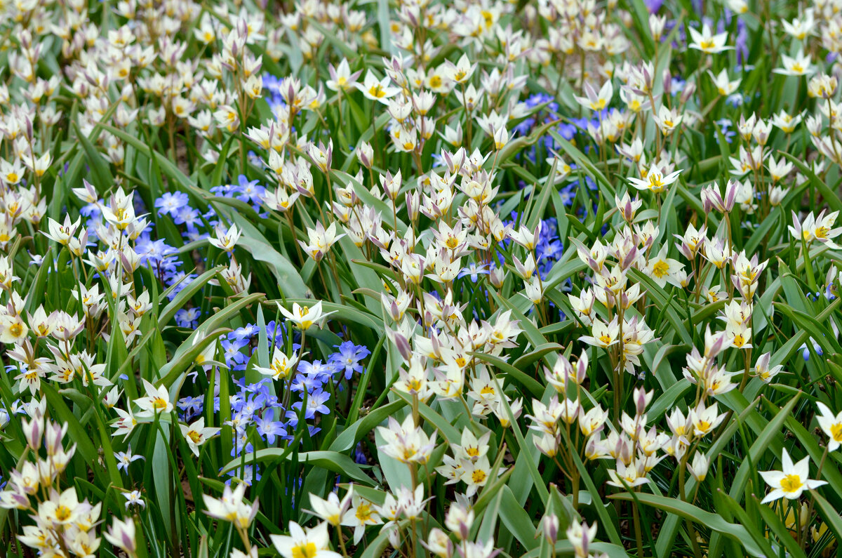 Москва. Весна в парке "Зарядье". - Наташа *****