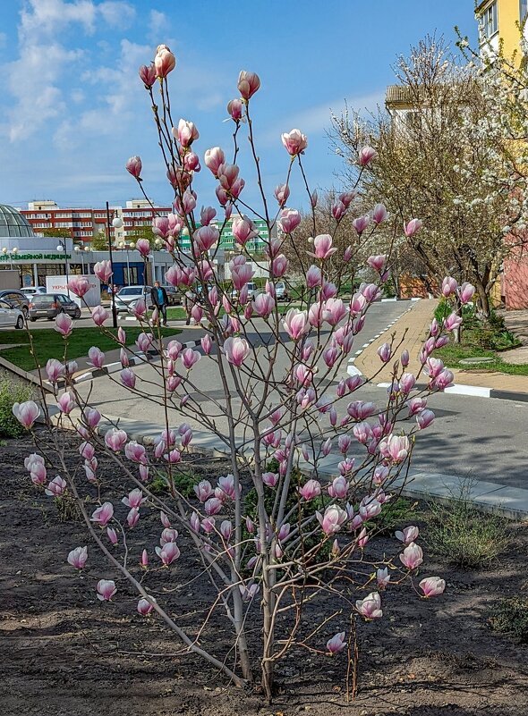 Весны цветение ... - Ravile 
