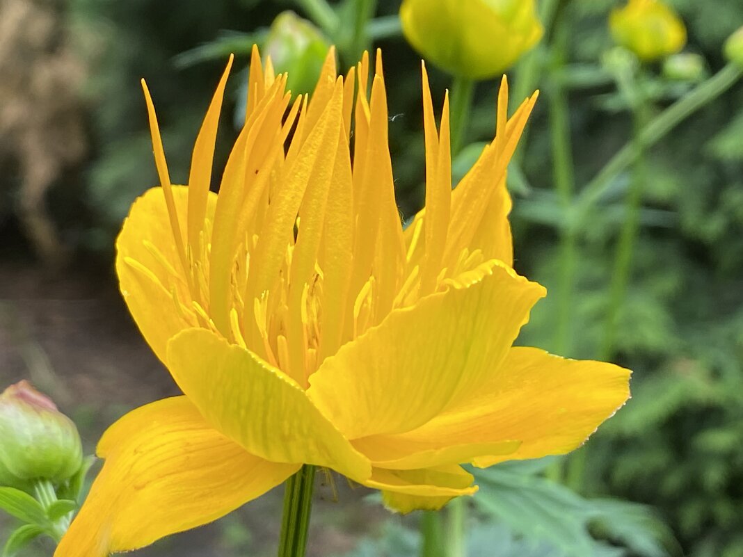 Купальница Ледебура - Татьяна 