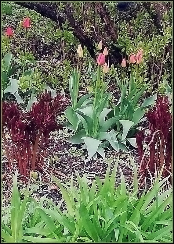 Весенние цветы на газоне - Ольга Довженко