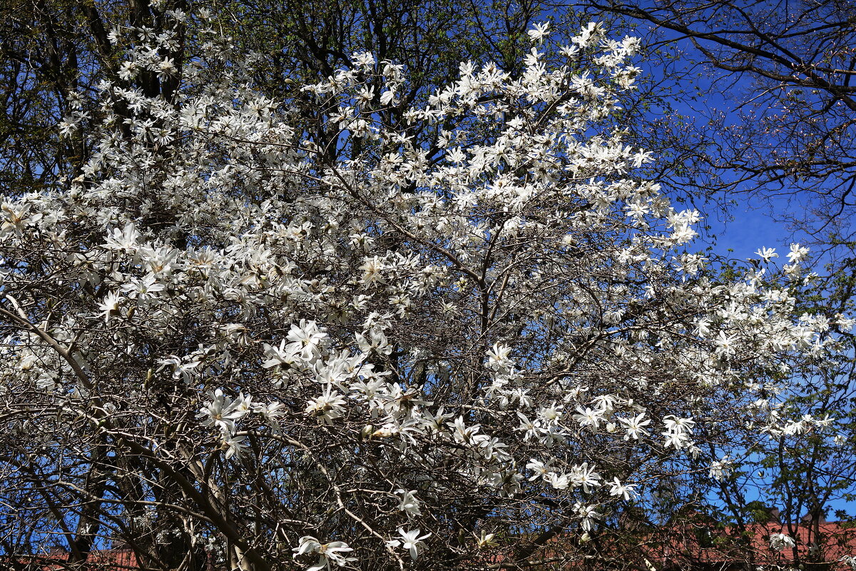 Магнолия звёздчатая - Рита Симонова
