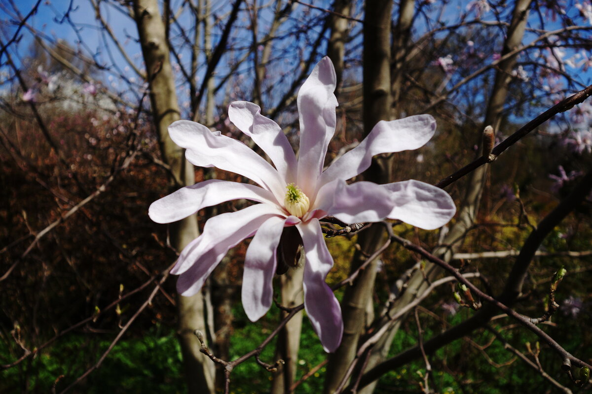 Магнолия звёздчатая - Рита Симонова