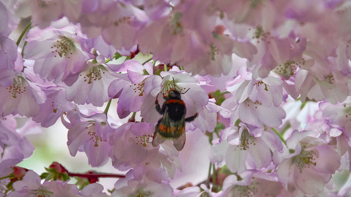 Весенняя пора - Alexandеr P