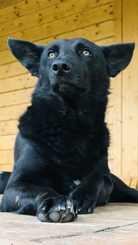 Бдительная охрана! - Любовь 