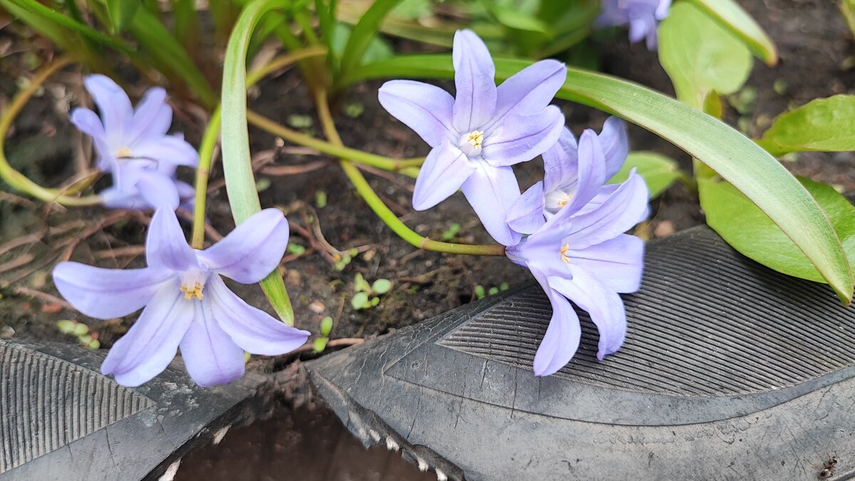 ,,, - Сергей Тимоновский