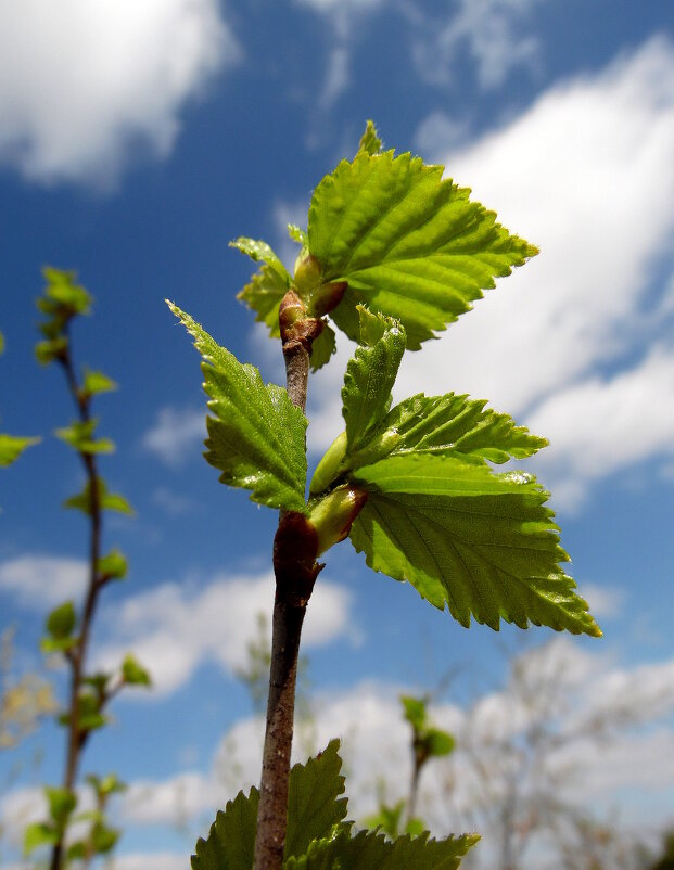 Молодые листочки. - nadyasilyuk Вознюк