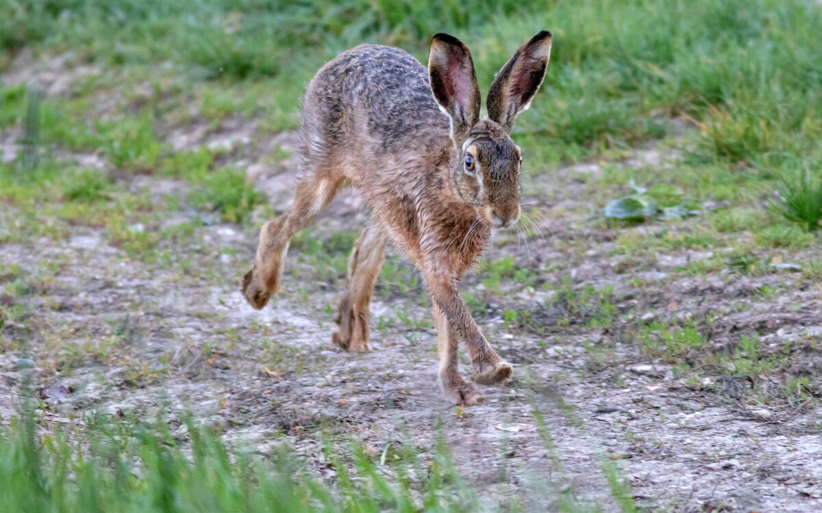 ты куда бежишь косой - vladimir 