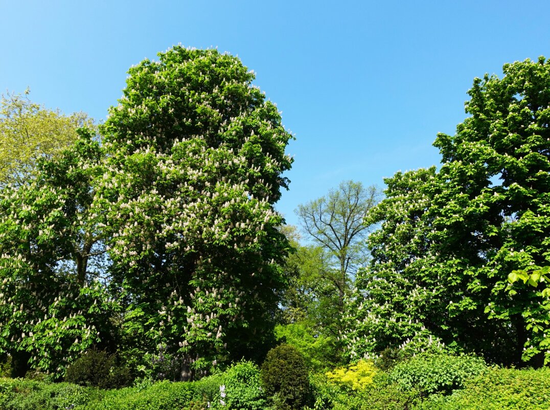 Цветение природы в Парке Брюссель - Aida10 