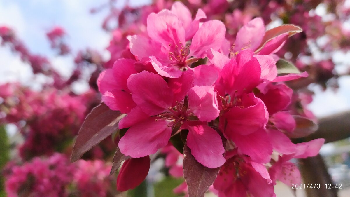 Яблоня декоративная - Юлия 