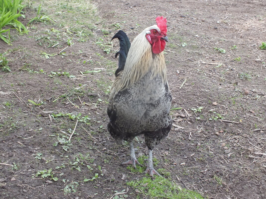 Петя - Зоя Мишина