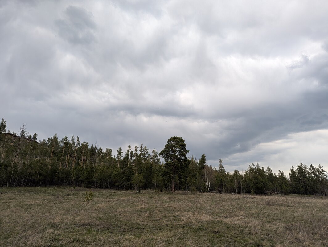 Одинокая сосна - Андрей Хлопонин