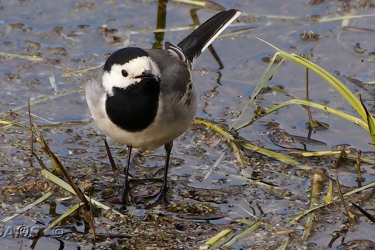 Трясогузочка - kolyeretka 