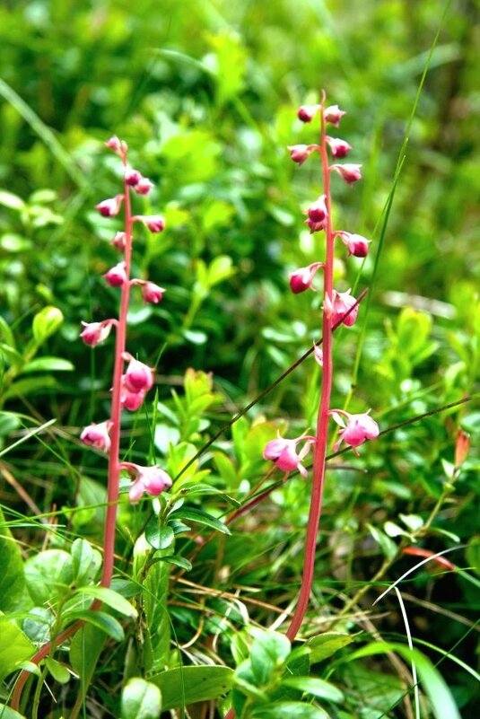 Цветы - Виктор Фоменко