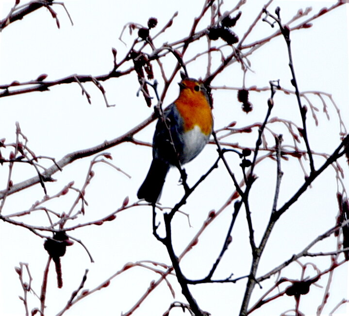 Зарянка (малиновка) - Сергей Владимирович Егоров