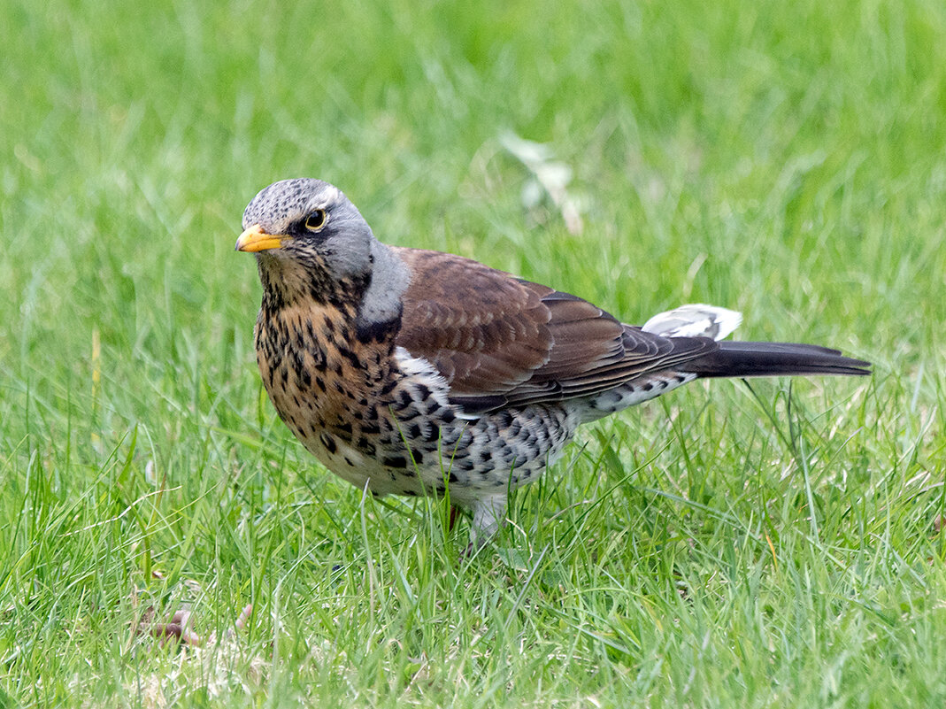 Дрозд рябинник - Алексей Смирнов