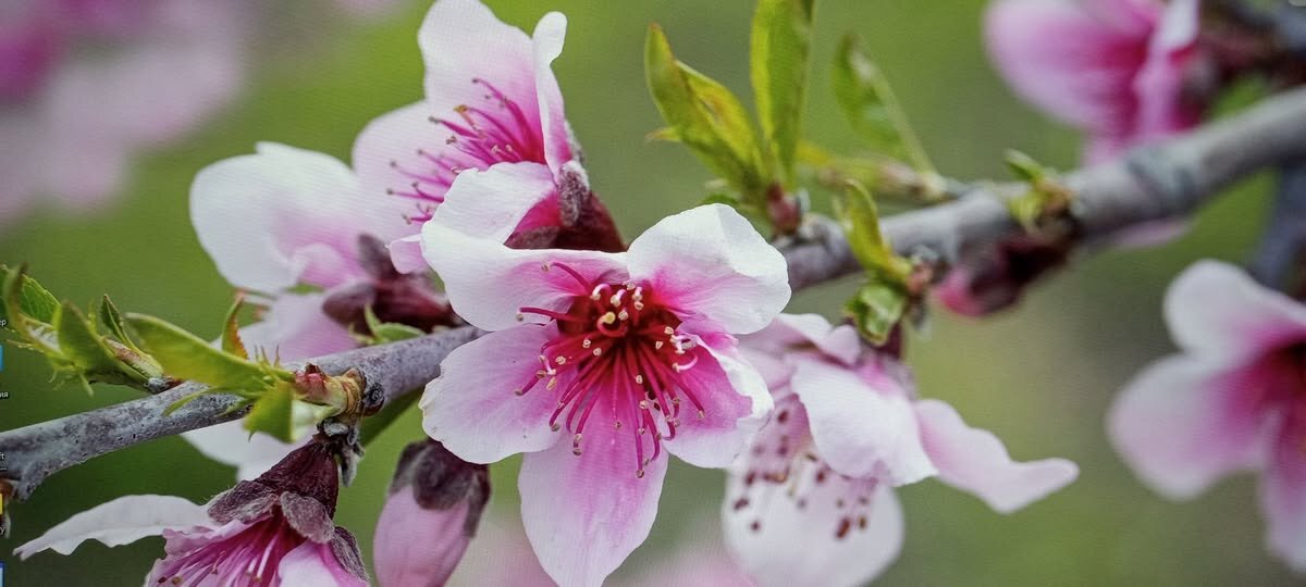 С Новым Днем Весны !  - Валерий Кокорев