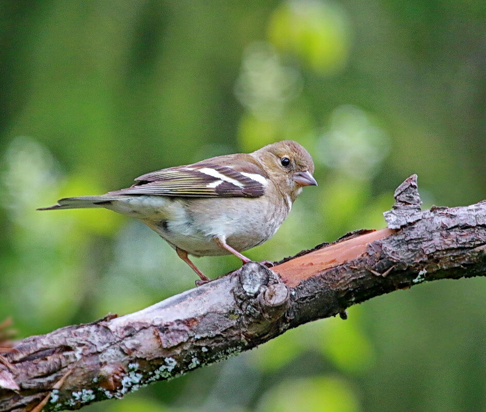 зяблик - Andrey Bragin 