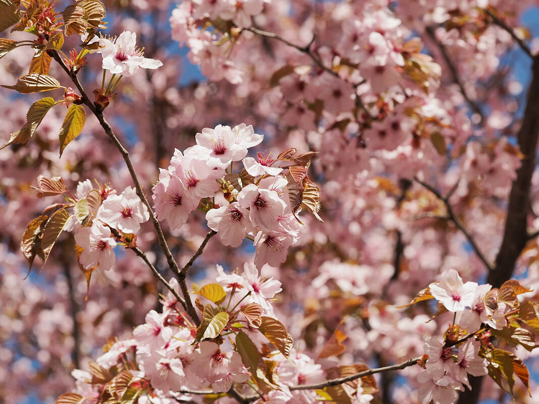 Сакура - Мария К.