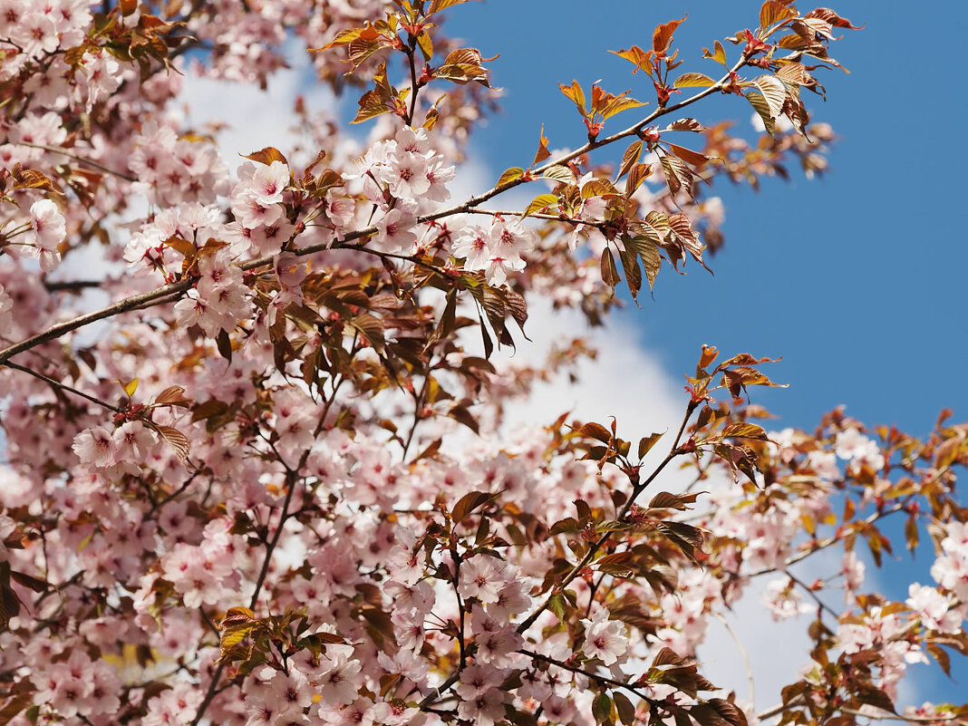 Сакура - Мария К.