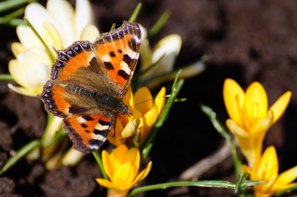 Весеннее. - Сергей Ц