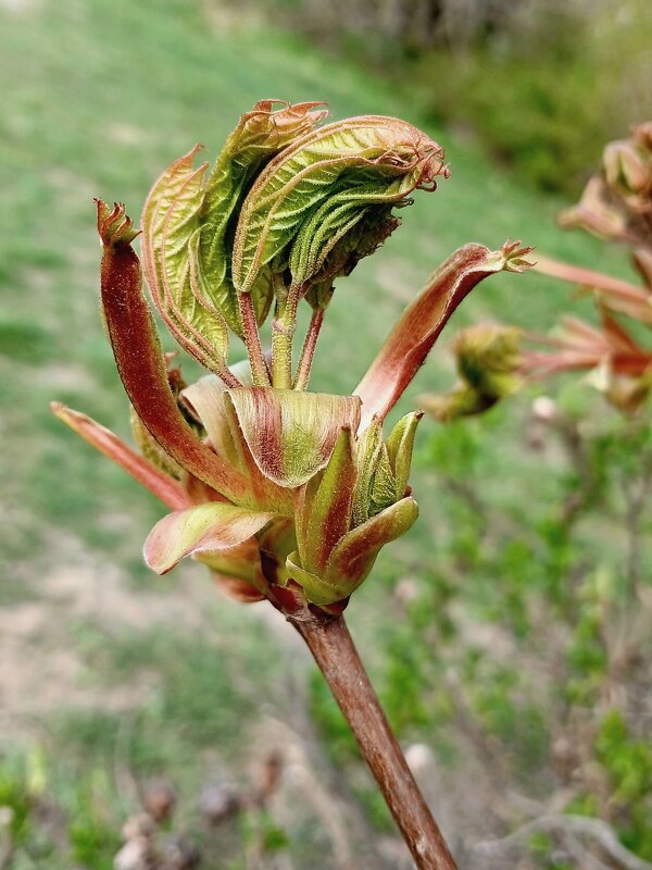 Апрель - Наталья Герасимова