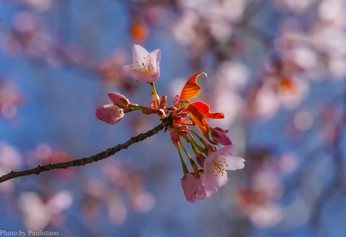 Цветущий апрель... - Владимир Жданов