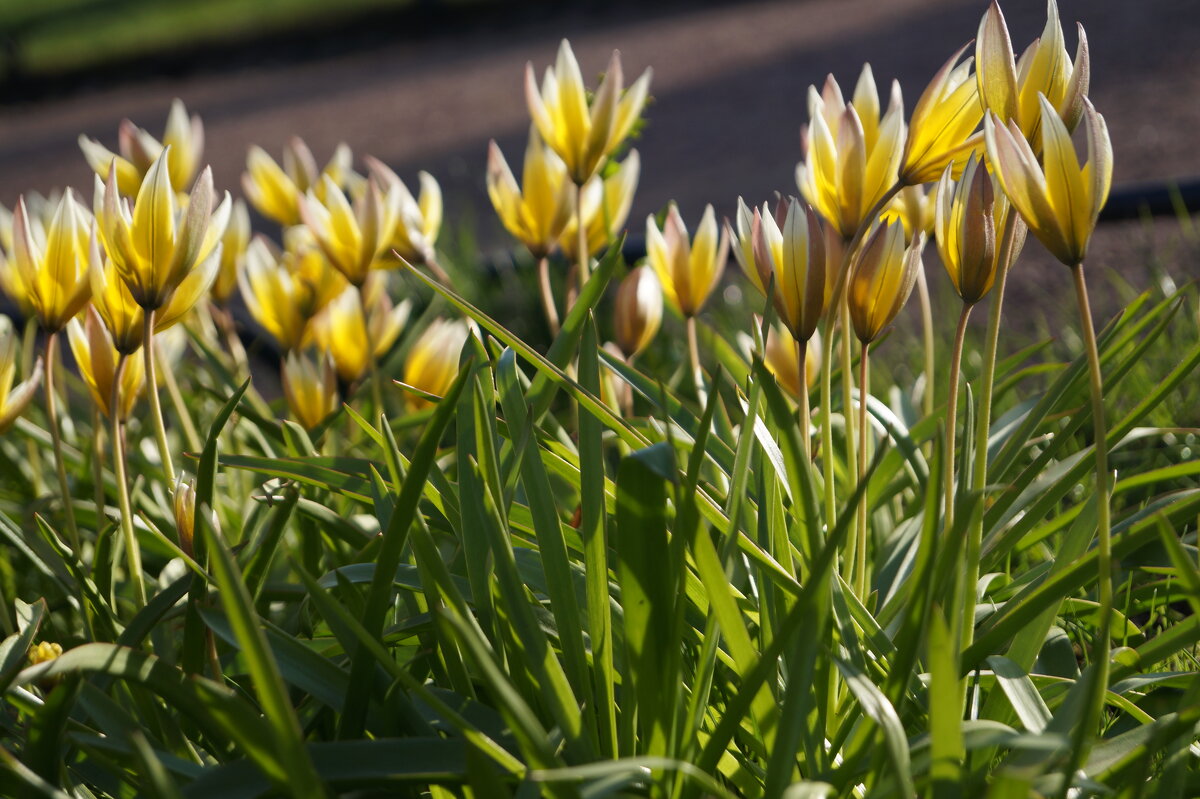 А хочется теплого солнца - Anna-Sabina Anna-Sabina