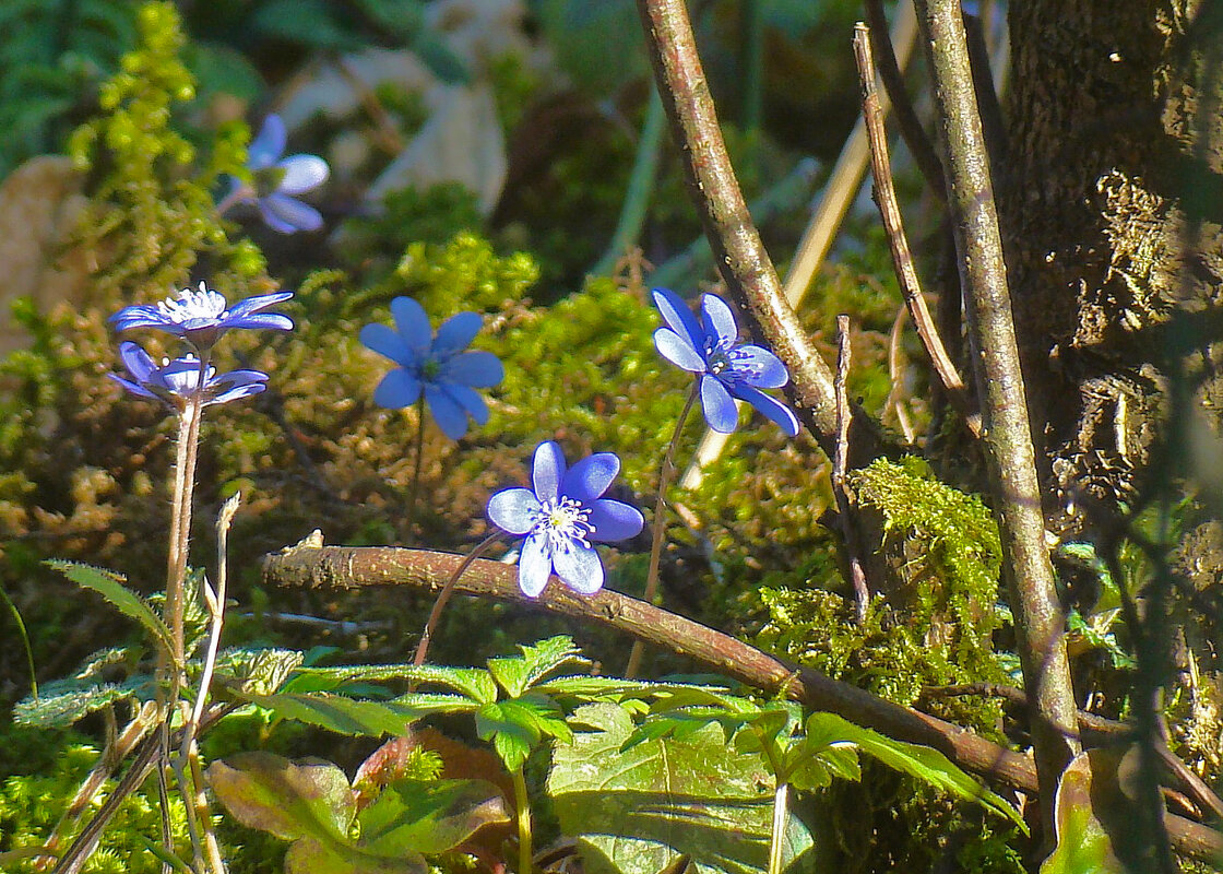 *** - gawrilа - dan