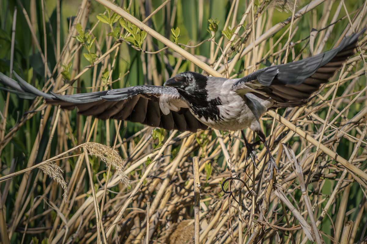 Гля, буду "Монтана" - Игорь Протасов