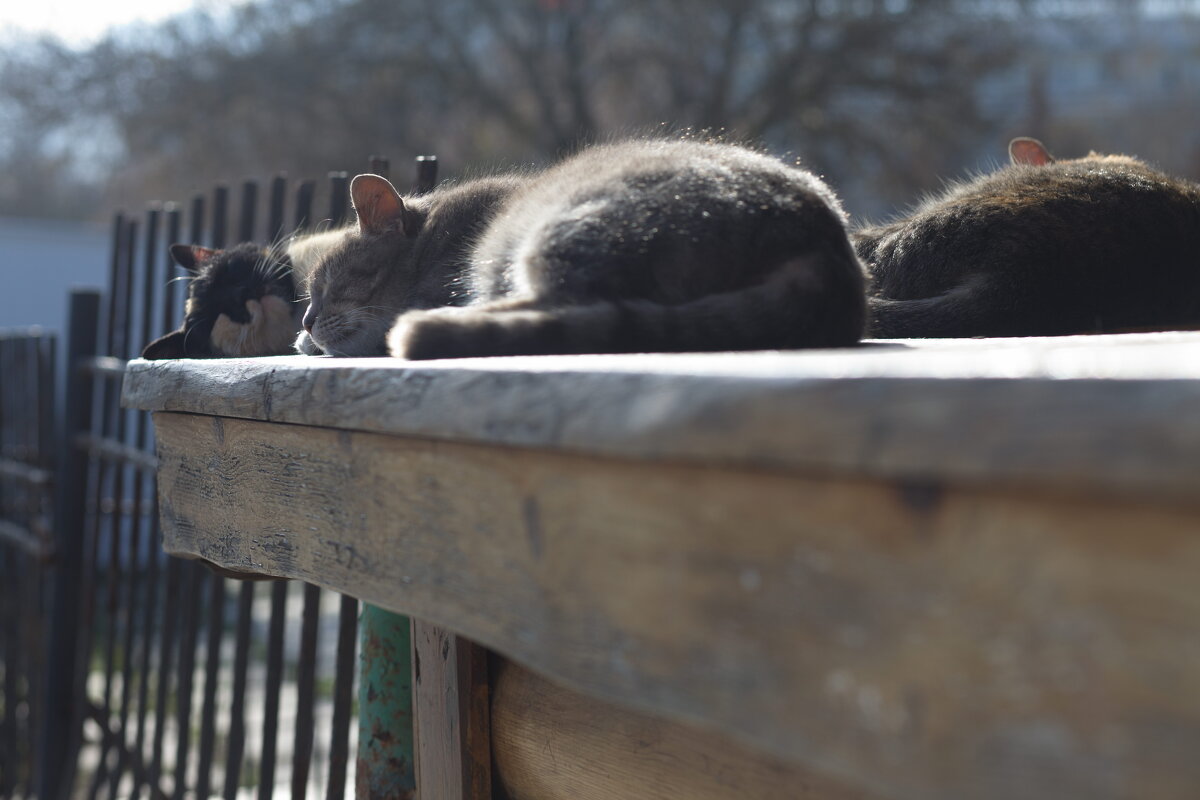 Крым. Коктебель. Спящие кошки - Вячеслав Владимирович