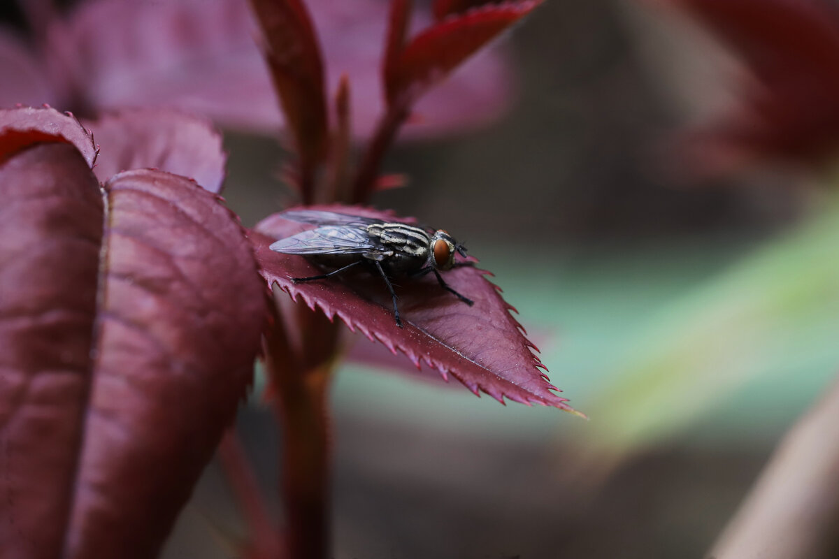 Муха - Татьяна Салиева