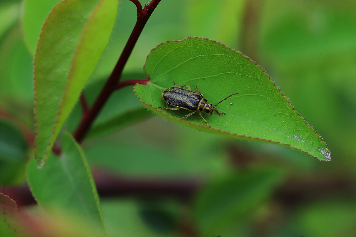 Ильмовый листоед - Татьяна Салиева