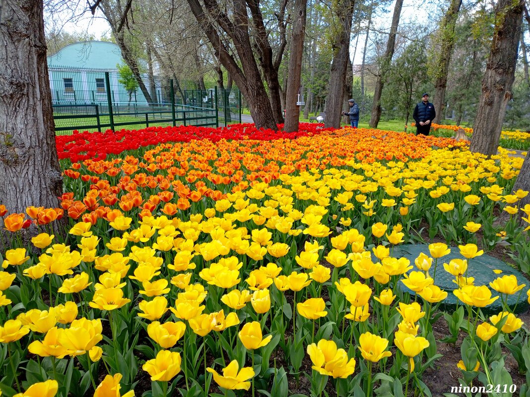 Тюльпаны в ростовском зоопарке... - Нина Бутко
