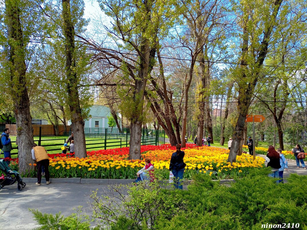 Тюльпаны в ростовском зоопарке... - Нина Бутко