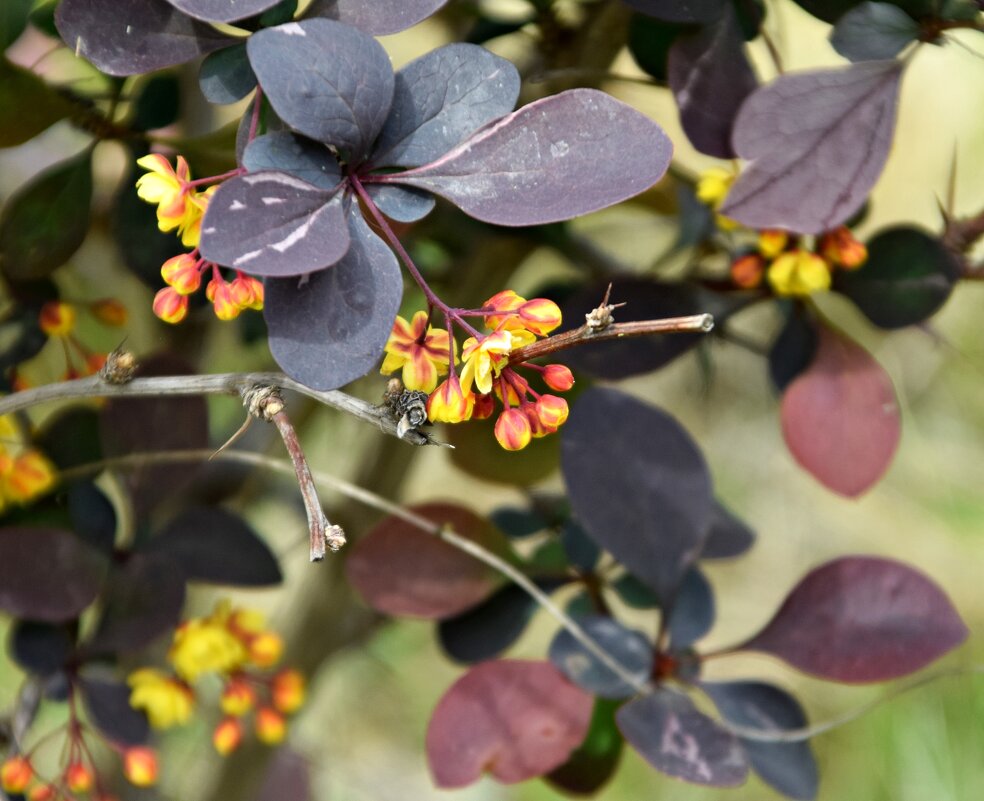 Апрель. Барбарис - Павленко Михаил 
