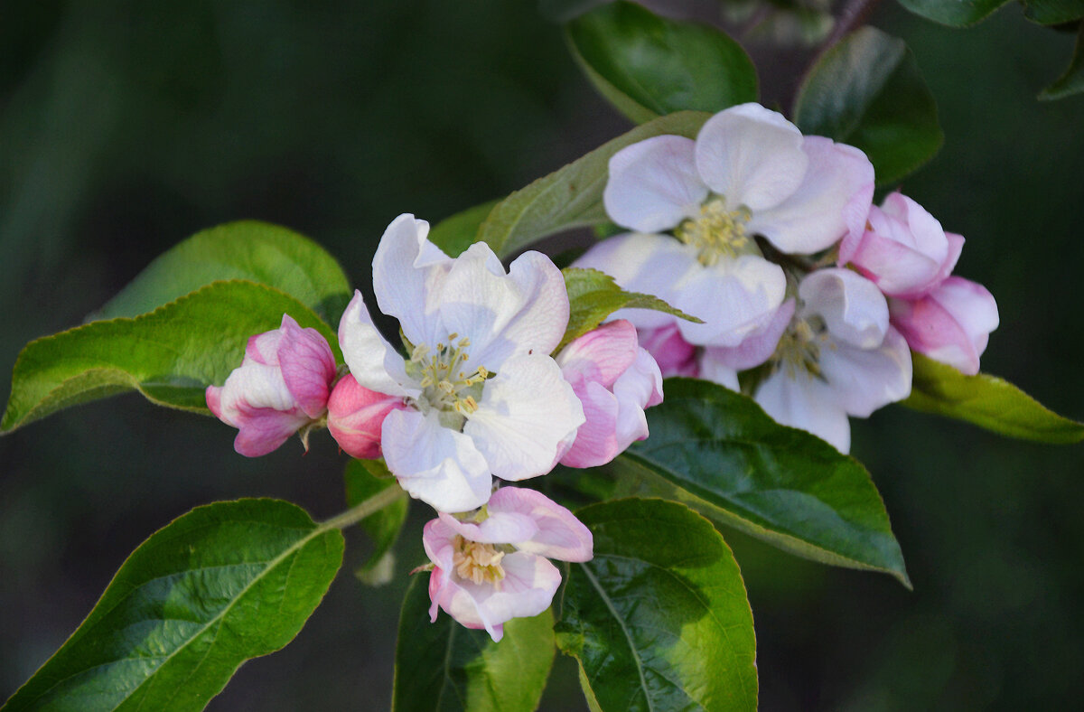 В бело - розовый наряд приоделись яблони... - Надежда Куркина 