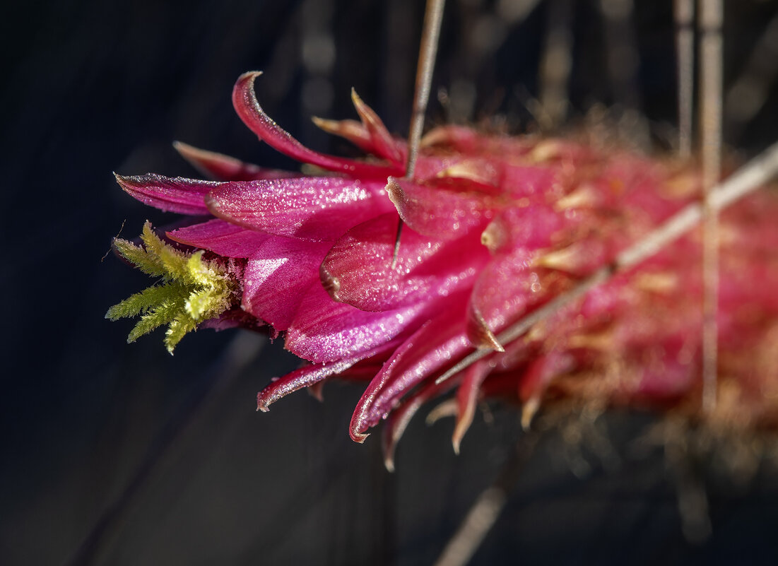 Цветение кактуса. - Alexander Amromin