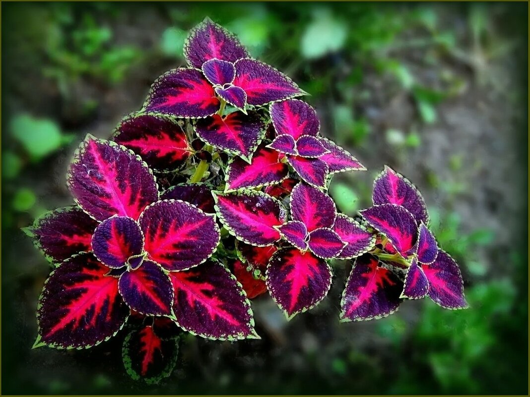 Колеус - Валентина Надсон