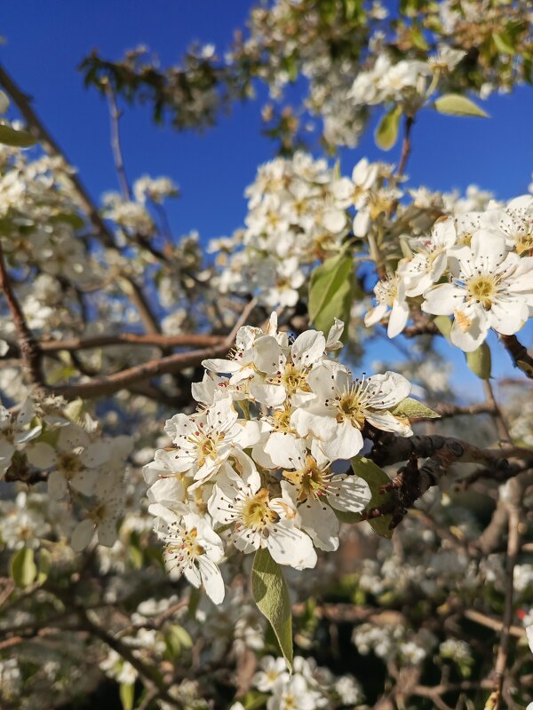Цветение - Татьяна Пальчикова