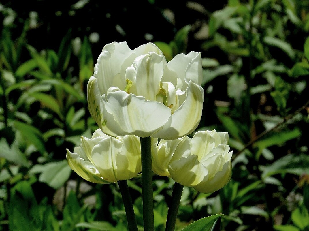 О тюльпанах - Natali 