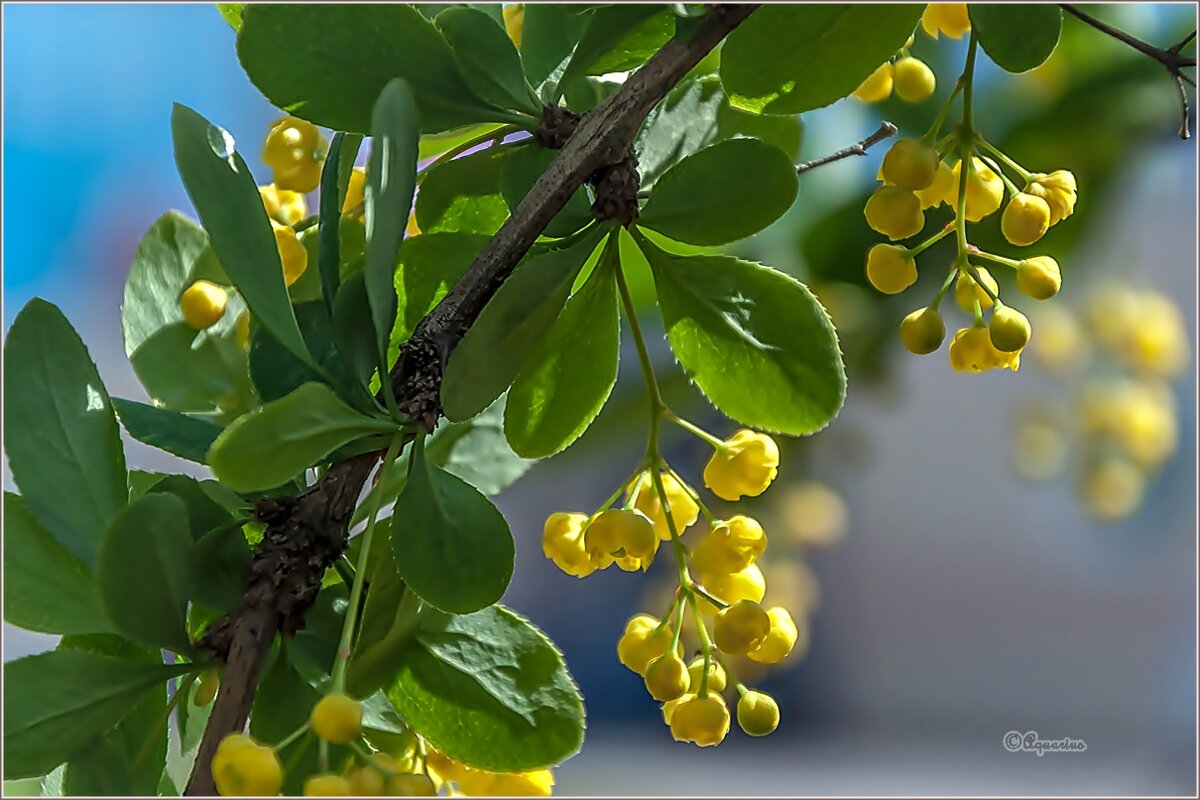 Про лето... - Aquarius - Сергей