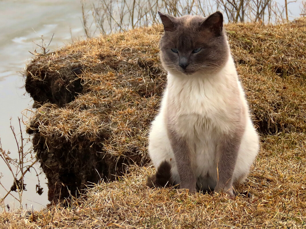 Сёма - Valentina K