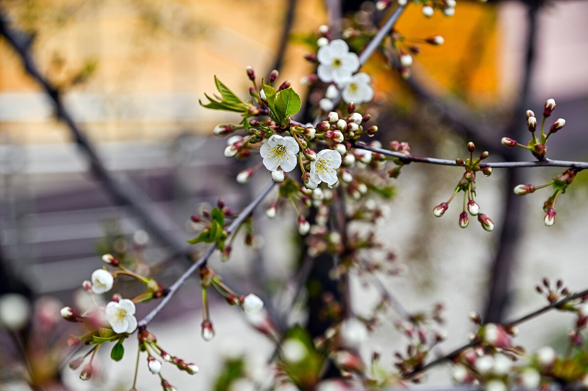 Вишня распускается - Валерий Иванович